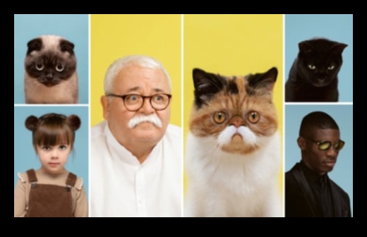 شركاء Purr-fect: استكشاف الروابط بين الإنسان والقطط عبر التاريخ