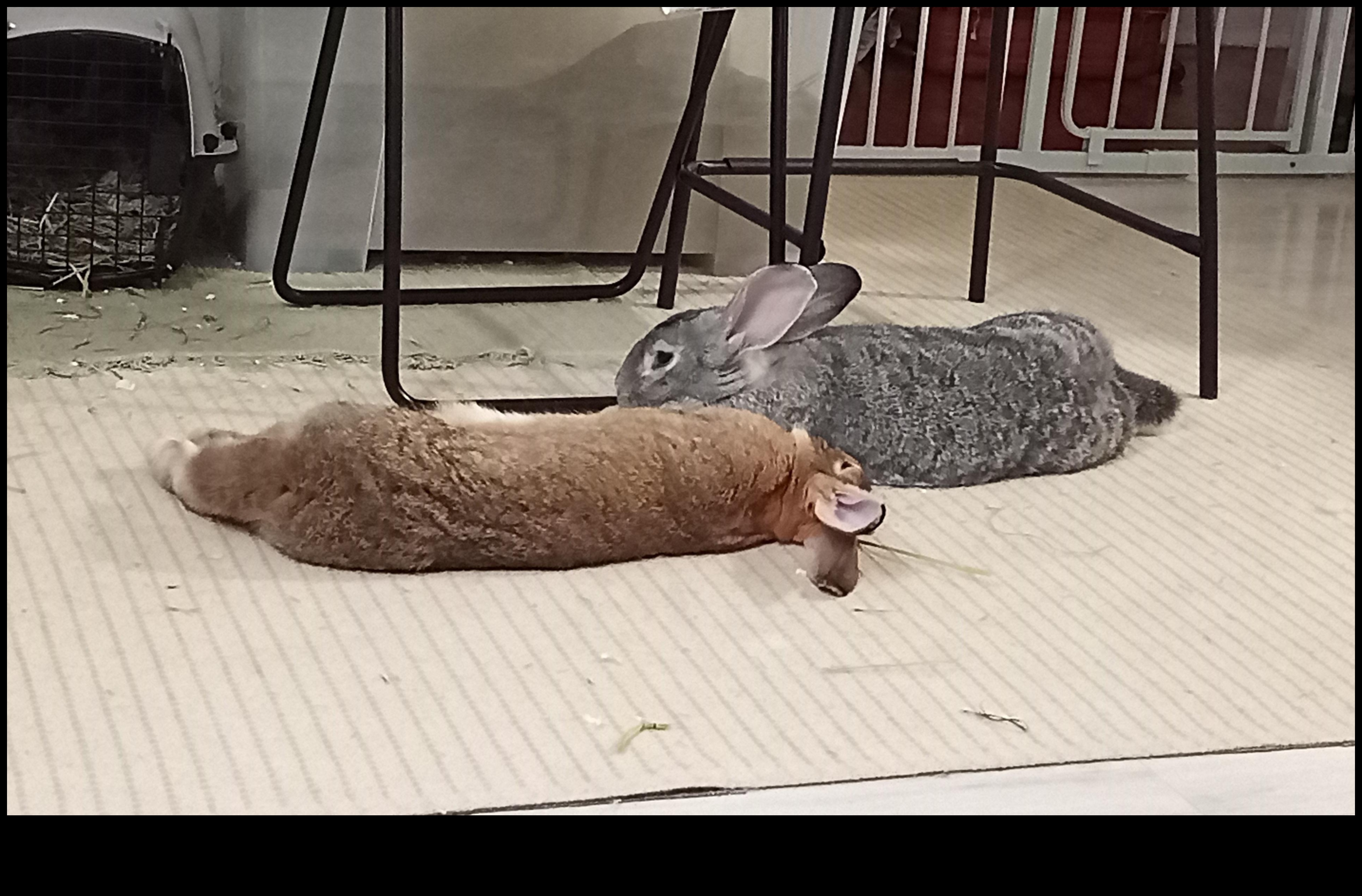 تابع Bunny Bling: توسيع مجموعة إكسسوارات أرنبك