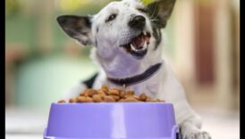 نقد مطبخ الكلاب: مراجعة أحدث اتجاهات طعام الكلاب