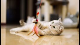 تابع ألعاب القطط التي تصنعها بنفسك: صناعة ألعاب مبتكرة للترفيه