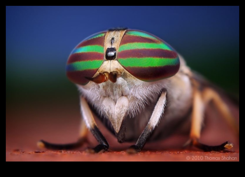 فن الأشياء الصغيرة: تفاصيل تصوير الماكرو الجذابة