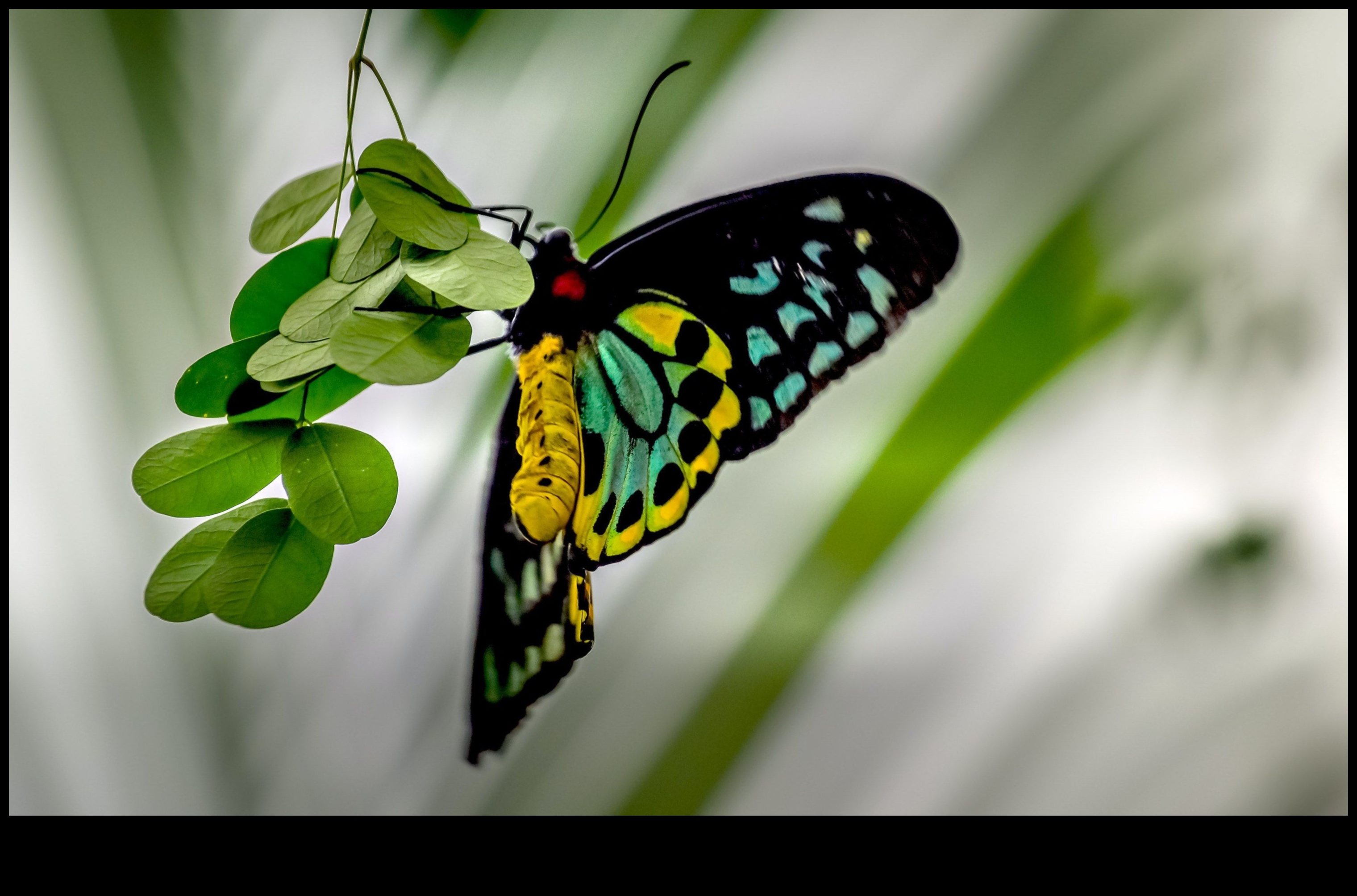 فن الأشياء الصغيرة: تفاصيل تصوير الماكرو الجذابة