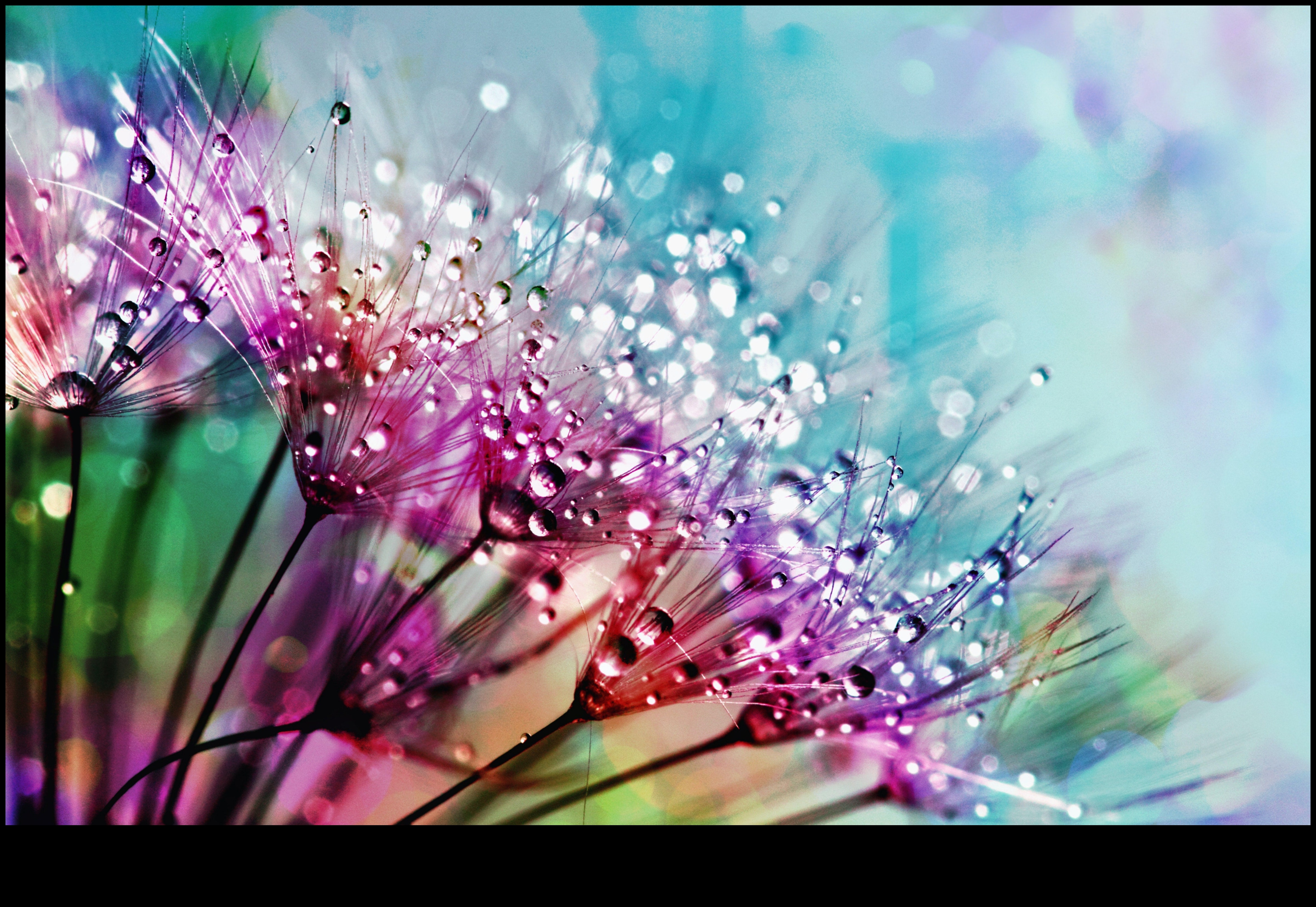 فن الأشياء الصغيرة: تفاصيل تصوير الماكرو الجذابة