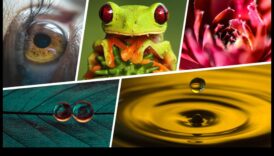 فن الأشياء الصغيرة: تفاصيل تصوير الماكرو الجذابة