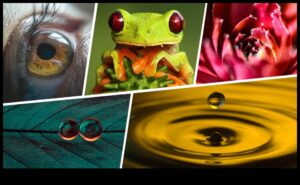 فن الأشياء الصغيرة: تفاصيل تصوير الماكرو الجذابة