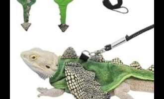 إعادة إحياء عداءات الزواحف: تقديم إكسسوارات عصرية جديدة لرفاق سكالي