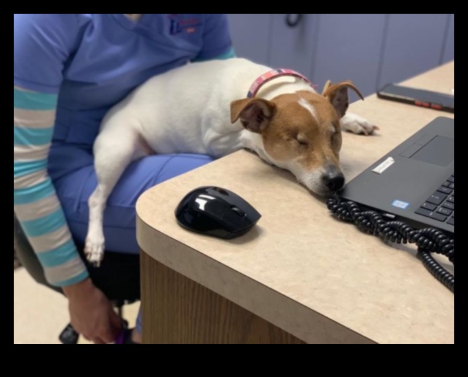 السنوات الذهبية: استراتيجيات رعاية الحيوانات الأليفة العليا لمرافقي الشيخوخة