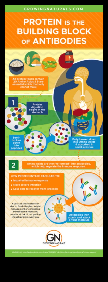 البروتين والصحة المناعية: استكشاف الاتصال الحيوي
