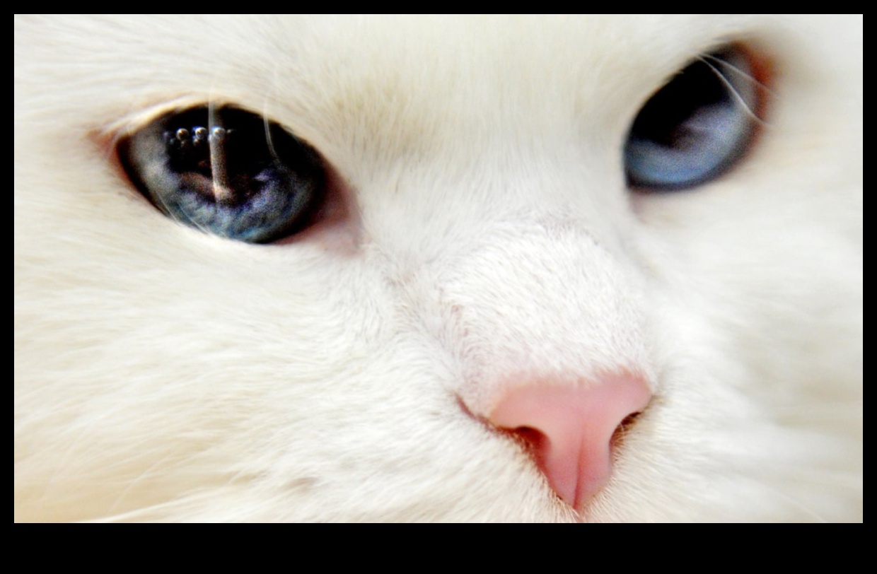 سجلات القط: التنقل في مراحل مختلفة من حياة القط