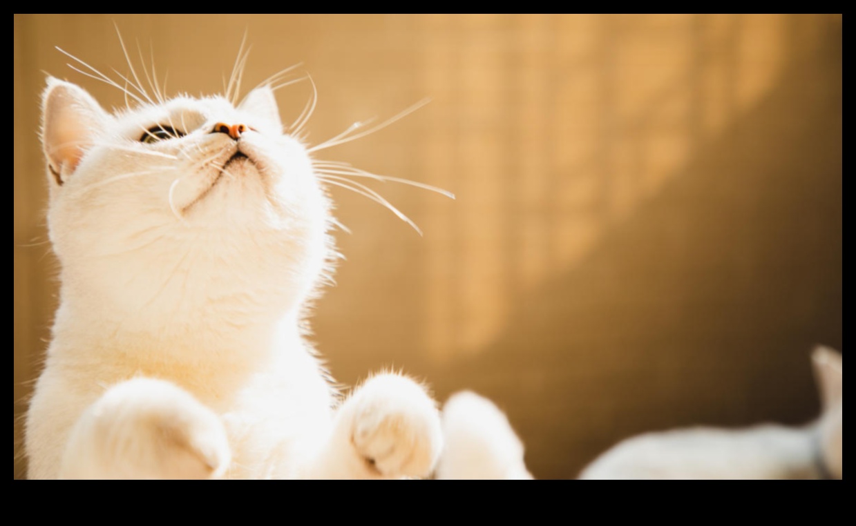 بدلة السعادة: ضمان رفاهية قطتك