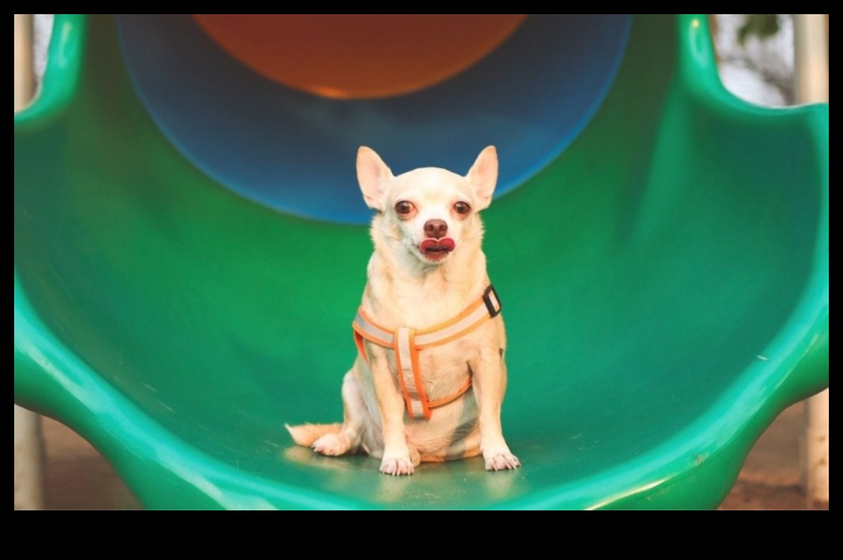 ملعب الجرو: بناء فناء خلفي آمن ومحفز