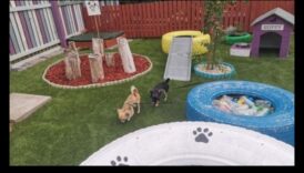 ملعب الجرو: بناء فناء خلفي آمن ومحفز