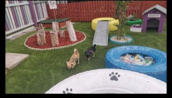 ملعب الجرو: بناء فناء خلفي آمن ومحفز