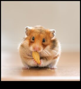 يوم سبا الهامستر: العناية والتدليل لحيوانك الأليف