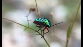 سجلات اللقاءات القريبة: الانغماس في متعة التصوير الفوتوغرافي الكلي الجذاب
