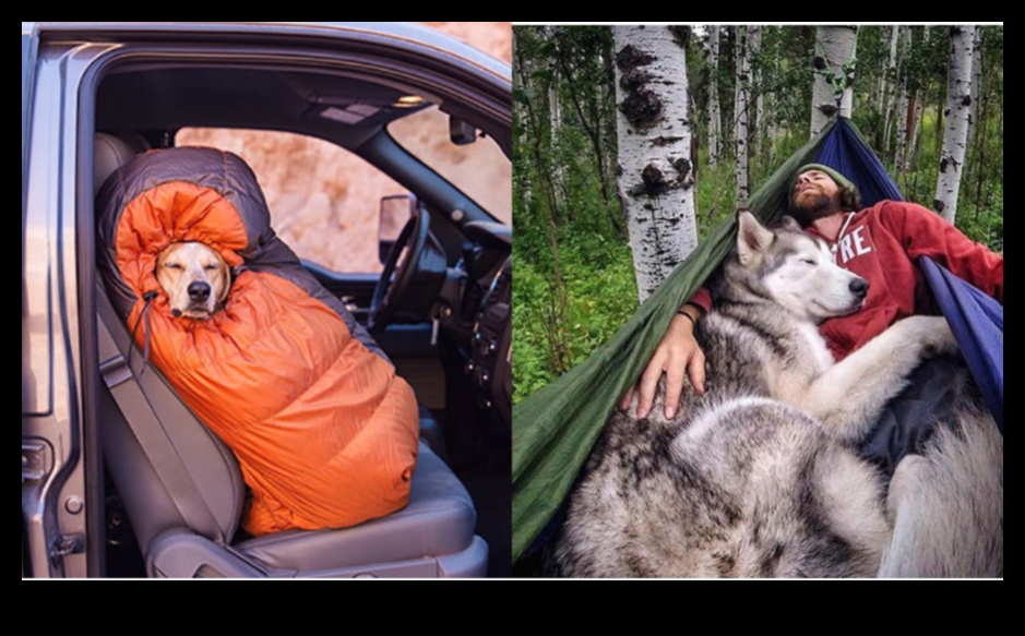 التخييم الكلاب: مغامرات في الهواء الطلق للكلاب وأصحابها