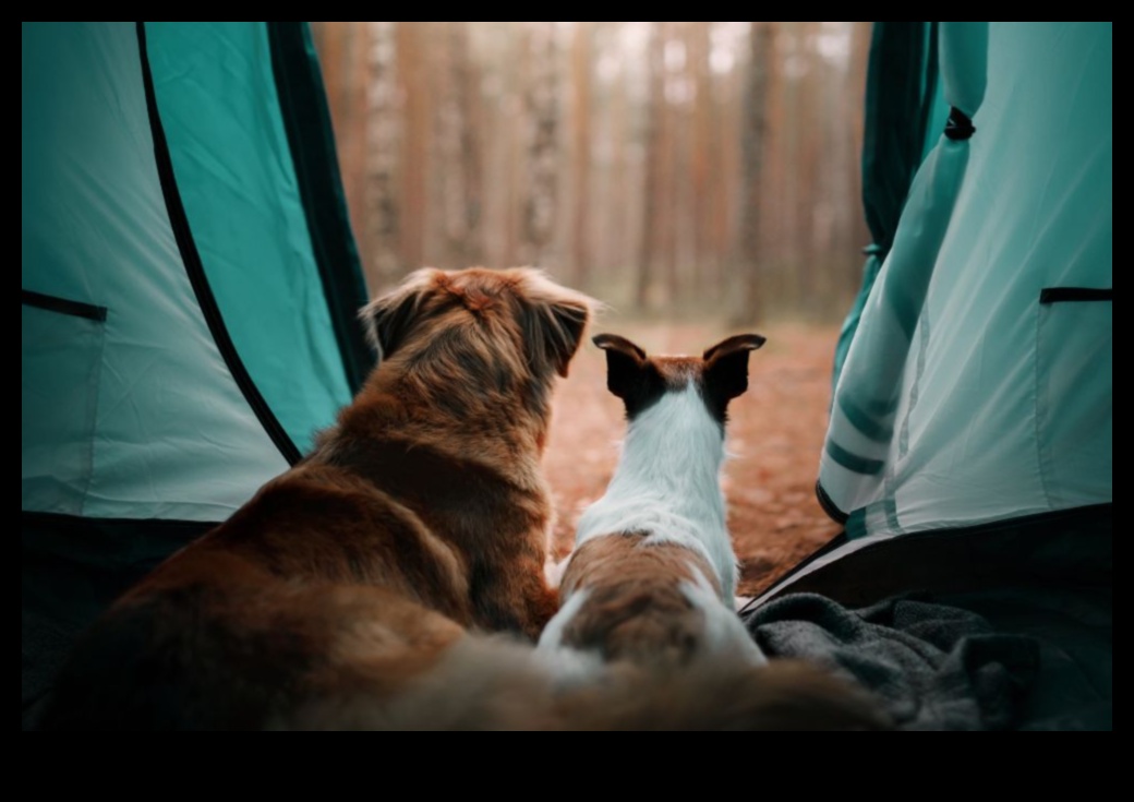 التخييم الكلاب: مغامرات في الهواء الطلق للكلاب وأصحابها